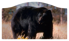 DASHELL-301 Black Bear